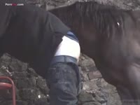 Gay horse caretaker having horse anal sex
